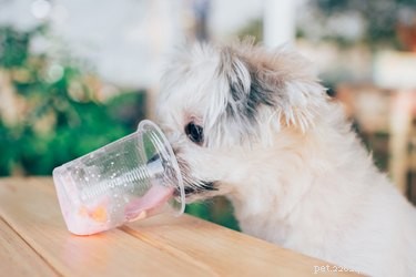 Os cães podem beber alternativas ao leite?
