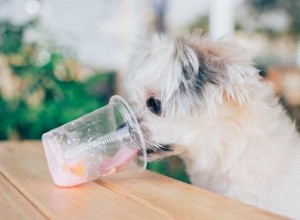 I cani possono bere alternative al latte?