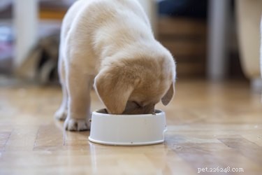 Kan hundar dricka mjölkalternativ?