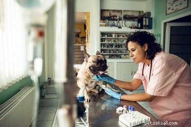 Должен ли я оформить страховку для домашних животных?