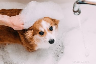 Безопасна ли пена для ванн для собак?