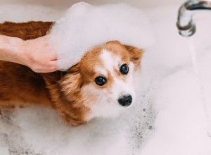 Безопасна ли пена для ванн для собак?