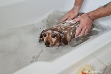 Je bublinková koupel bezpečná pro psy?