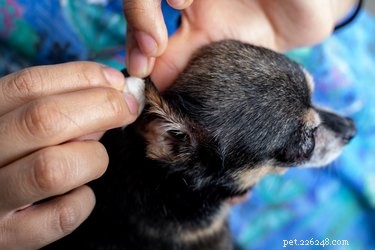Waarom de oren van uw hond slecht ruiken (en hoe u ze kunt schoonmaken)