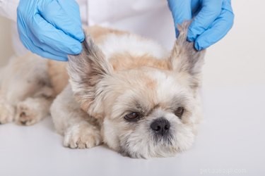 Proč vašim psům páchnou uši (a jak je čistit)