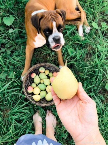 Kan hundar äta päron?