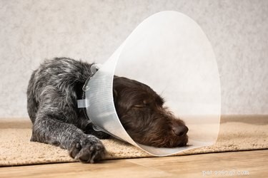 Meu cachorro pode dormir com um cone?