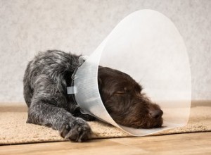 Meu cachorro pode dormir com um cone?