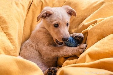Il mio cane ha bisogno di una coperta di notte? 