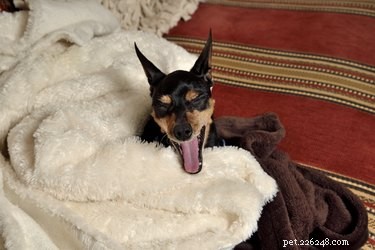 Potřebuje můj pes v noci deku?