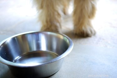 개에게 물을 얼마나 자주 갈아줘야 합니까?