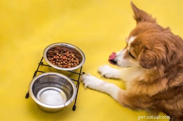 Как часто нужно менять воду для собак?