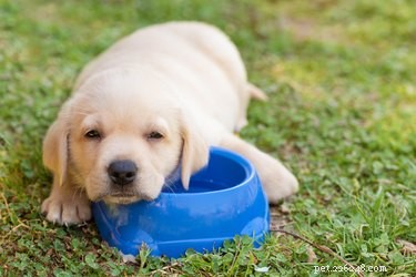 Hoe vaak moet ik het water van mijn hond verversen?