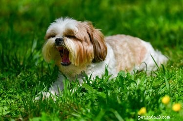 Är doftljus säkra för hundar?