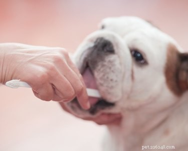 ペットに通常の歯磨き粉を使用できますか？ 