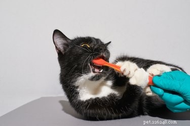 Posso usar creme dental comum em meu animal de estimação?