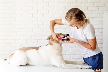 Puis-je utiliser un dentifrice ordinaire sur mon animal ?