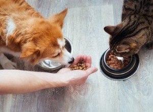 Etiketten voor huisdierenvoeding lezen