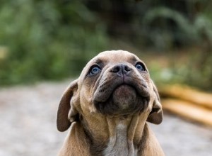 Waarom worden sommige puppy s groen geboren?