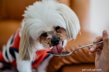 Kan hundar äta ostron?