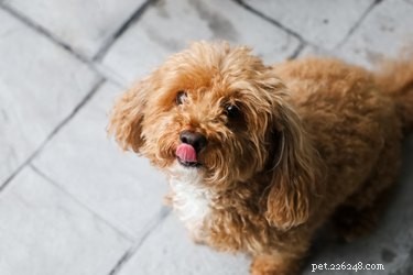 I cani possono mangiare ostriche?