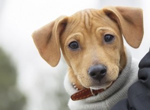 Les chiens ont-ils des sourcils ?
