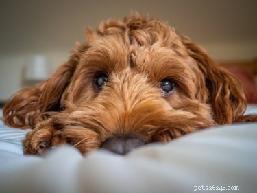 Les chiens ont-ils des sourcils ?