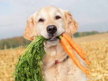 Os cães podem comer cenouras?