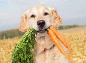 Kunnen honden wortelen eten?