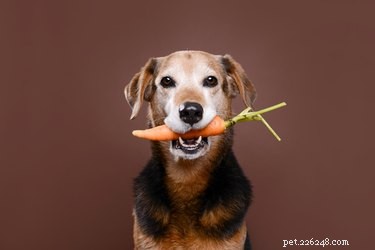 개도 당근을 먹을 수 있습니까?
