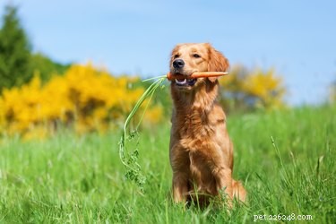 Os cães podem comer cenouras?