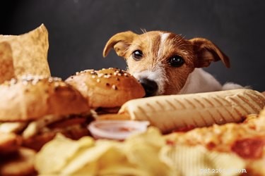 Kunnen honden kipnuggets eten?