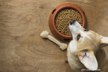 Kommer min hund att bli sjuk av att äta utanför golvet?
