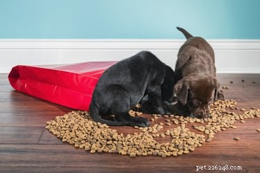 Kommer min hund att bli sjuk av att äta utanför golvet?