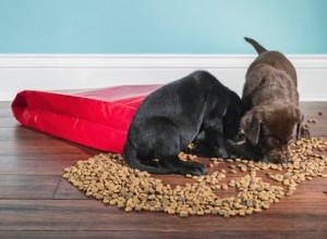 Wordt mijn hond ziek van het eten van de vloer?