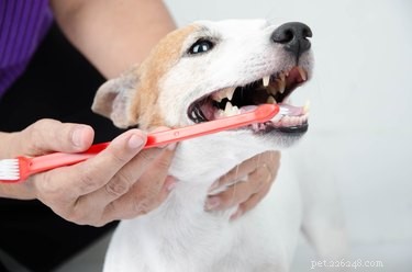 Měl bych svým psům vyčistit zuby nití?