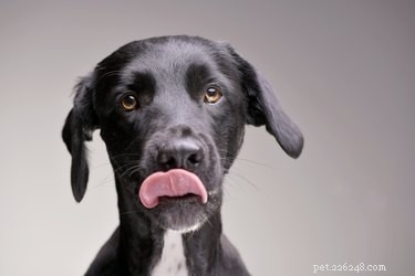 Mohou psi jíst gumové bonbóny?