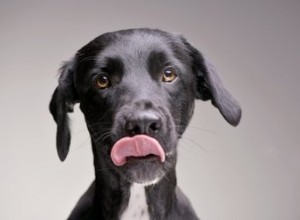 Kan hundar äta käglor?