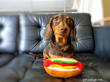 犬はホットドッグを食べることができますか？ 