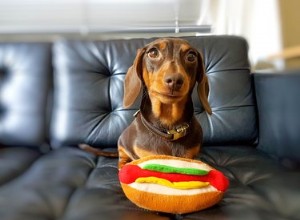 Kunnen honden hotdogs eten?