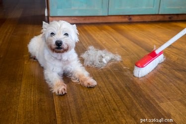 Hoe houd ik mijn huishouden met meerdere honden schoon?