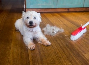 Jak udržím domácnost s více psy v čistotě?