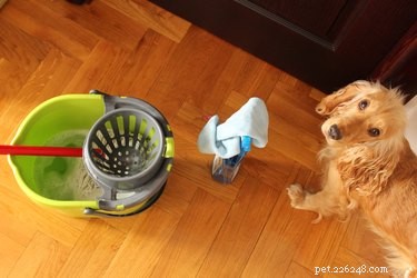 Hoe houd ik mijn huishouden met meerdere honden schoon?
