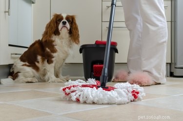 Как поддерживать чистоту в доме, где живут несколько собак?