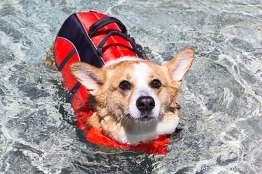 Behöver hundar flytvästar för att simma?