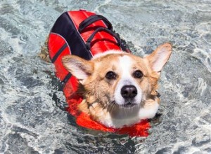 I cani hanno bisogno di giubbotti di salvataggio per nuotare?