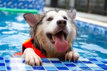 犬は泳ぎに行くためにライフジャケットが必要ですか？ 