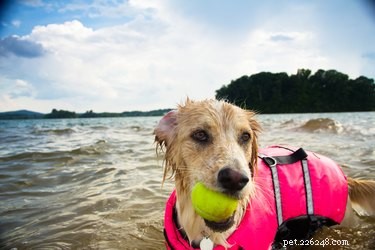 Behöver hundar flytvästar för att simma?