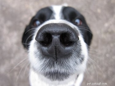 Почему у собак мокрые носы?
