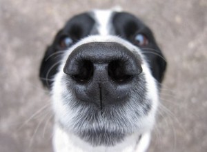 Waarom hebben honden natte neuzen?